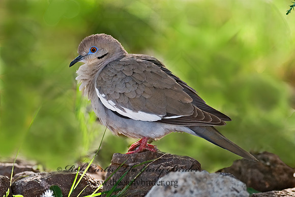 Zenaida asiatica  WHITE-WINGED DOVE 6024561z