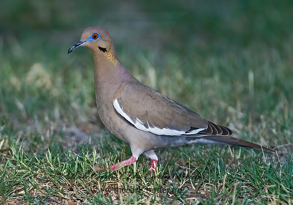 Zenaida asiatica  WHITE-WINGED DOVE 7005770z
