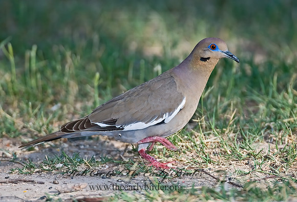 Zenaida asiatica  WHITE-WINGED DOVE 7005769z