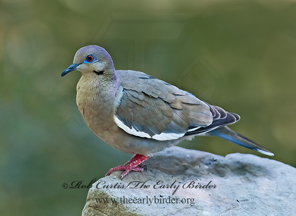 Zenaida asiatica  WHITE-WINGED DOVE 7005671z