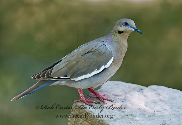 Zenaida asiatica  WHITE-WINGED DOVE 7005668z