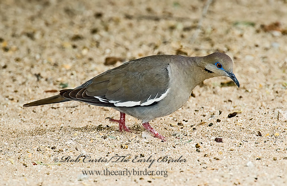 Zenaida asiatica  WHITE-WINGED DOVE 5005159z