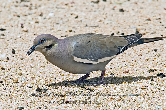 Zenaida asiatica  WHITE-WINGED DOVE 5005154z