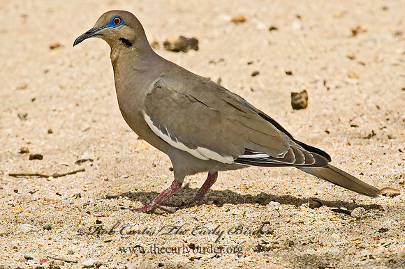 Zenaida asiatica  WHITE-WINGED DOVE 5005148z