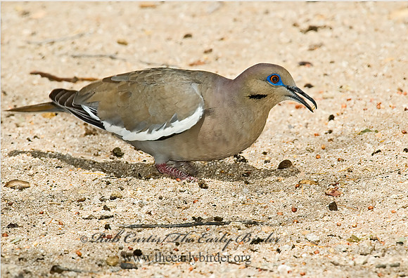 Zenaida asiatica  WHITE-WINGED DOVE 5005146z