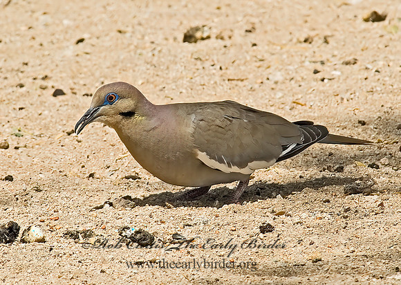 Zenaida asiatica  WHITE-WINGED DOVE 5005142z