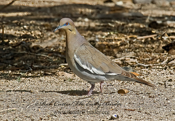 Zenaida asiatica  WHITE-WINGED DOVE 5005118z