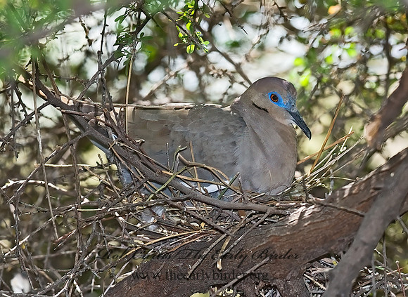 Zenaida asiatica  WHITE-WINGED DOVE 6025317z
