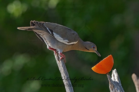 Zenaida asiatica  WHITE-WINGED DOVE 3032783z
