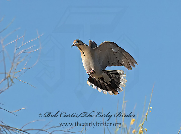 Zenaida asiatica  WHITE-WINGED DOVE 6024596z