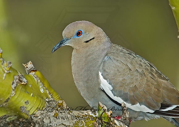 Zenaida asiatica  WHITE-WINGED DOVE 5005207z