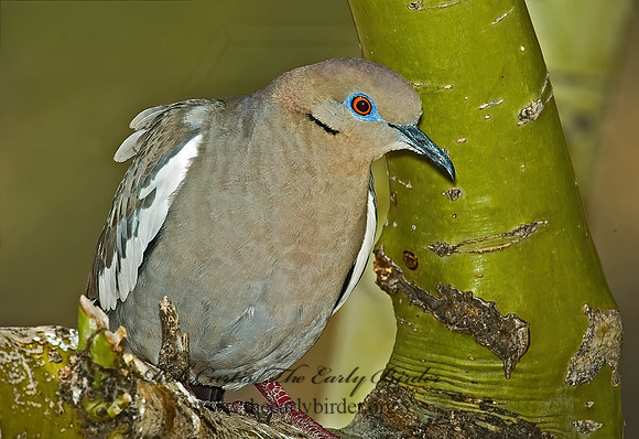 Zenaida asiatica  WHITE-WINGED DOVE 5005206z