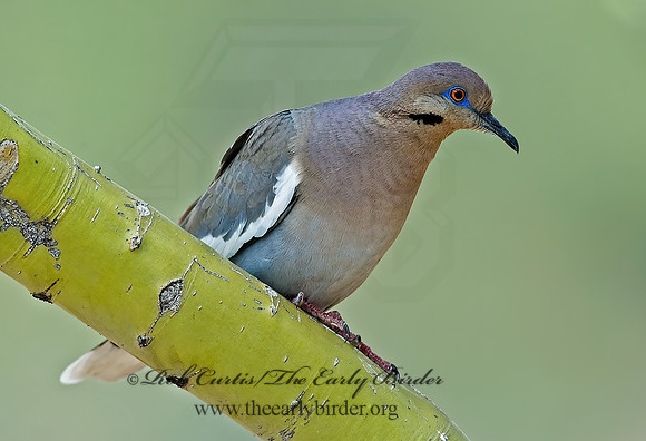 Zenaida asiatica  WHITE-WINGED DOVE 5005176z