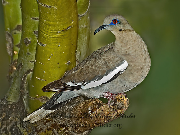 Zenaida asiatica  WHITE-WINGED DOVE 5005171z