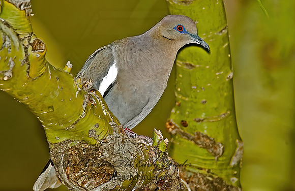 Zenaida asiatica  WHITE-WINGED DOVE 5005166z
