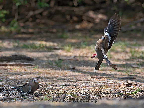 Zenaida asiatica  WHITE-WINGED DOVE 6040051z