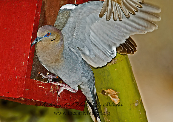 Zenaida asiatica  WHITE-WINGED DOVE 5005168z