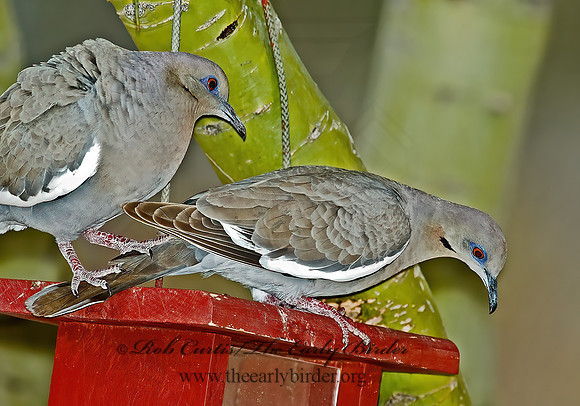 Zenaida asiatica  WHITE-WINGED DOVE 5005170z