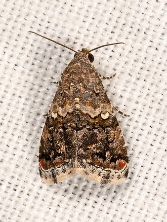 Tripudia luxuriosa  COBUBATHINAE OWLET MOTH 3035342z