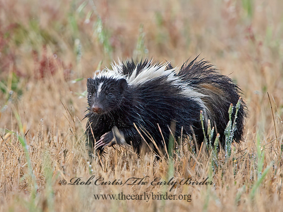 Mephistis mephistis  STRIPED SKUNK 9059072z