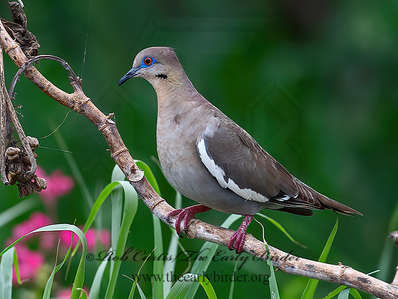 Zenaida asiatica  WHITE-WINGED DOVE 6040044z