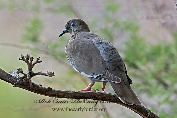 Zenaida asiatica  WHITE-WINGED DOVE 3037285z