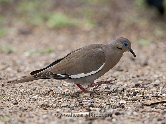 Zenaida asiatica  WHITE-WINGED DOVE 3032542z