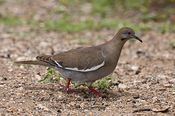 Zenaida asiatica  WHITE-WINGED DOVE 3032652z