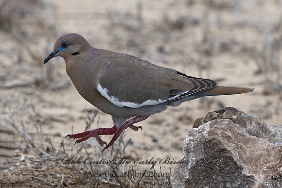 Zenaida asiatica  WHITE-WINGED DOVE 3033517z