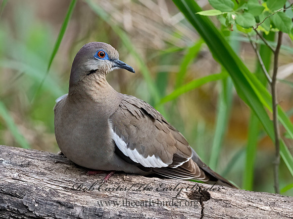 Zenaida asiatica  WHITE-WINGED DOVE 3030970z
