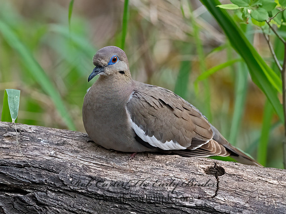 Zenaida asiatica  WHITE-WINGED DOVE 3030973z