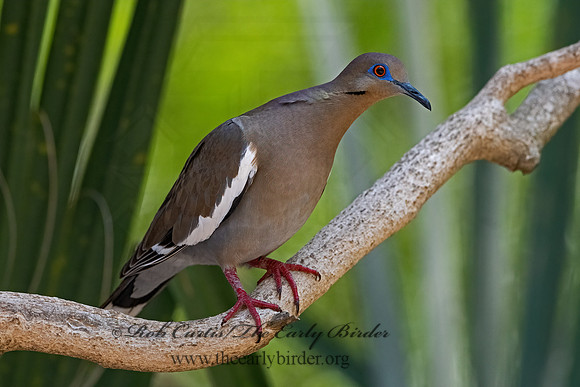 Zenaida asiatica  WHITE-WINGED DOVE 3031292z