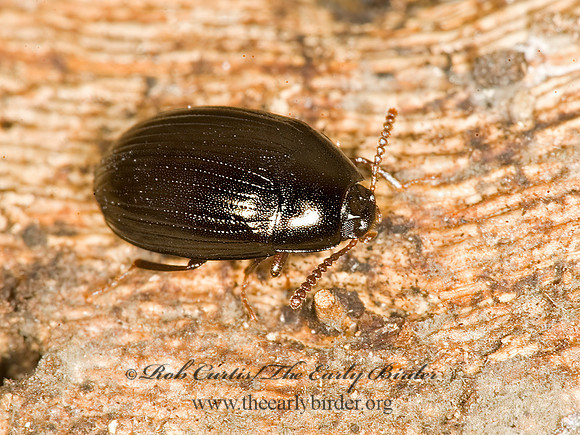 Platydema excavatum  DIAPERINAE DARKLING BEETLE 5016870 (1)