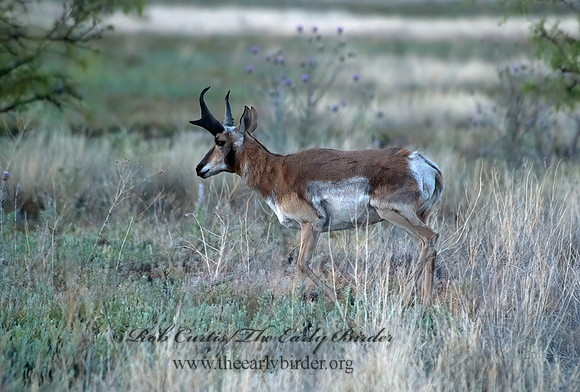 Antilocapra americana  PRONGHORN 5006346z