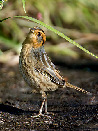 Ammospiza nelsoni  NELSON'S SPARROW 9004890z