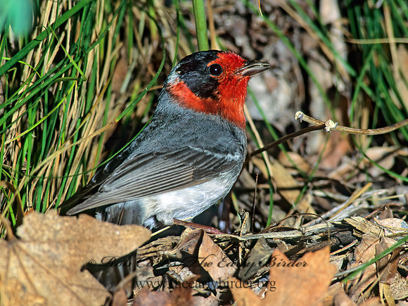 Cardellina rubifrons  RED-FACED WARBLER 76621z