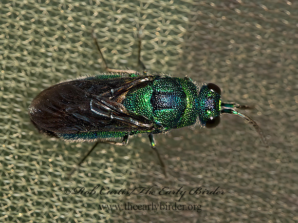 Chrysis angolensis  CUCKOO WASP 9048046z
