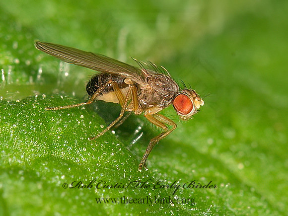 Scaptomya  VINEGAR FLY 9041237z