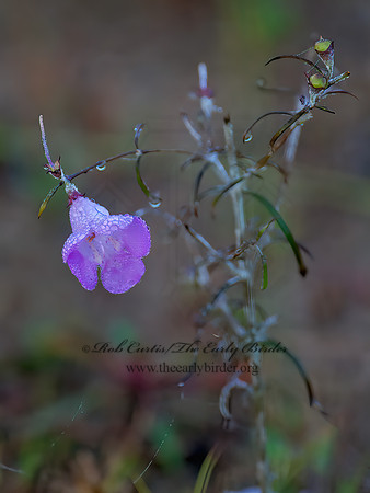 Agalinis sp~  FALSE FOXGLOVE 8033293z
