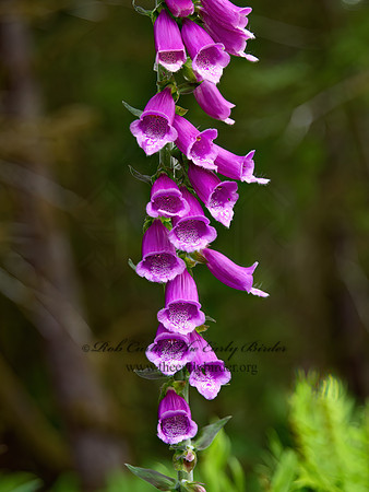 Digitalis purpurea  FOXGLOVE 9060626z