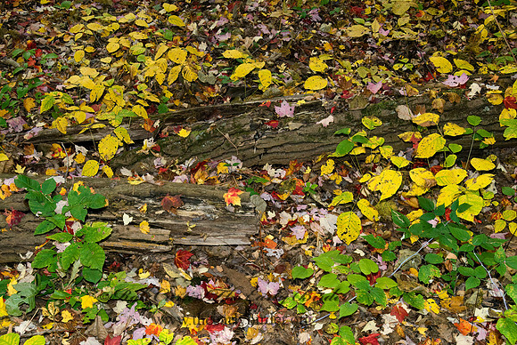 FALLEN LEAVES 7015590z