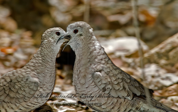 Columbina inca  INCA DOVE 5005581z