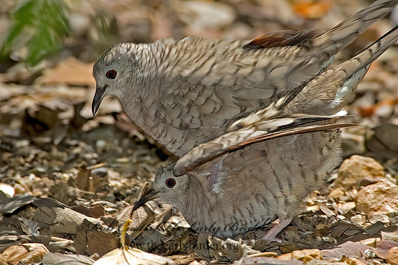 Columbina inca  INCA DOVE 5005583z