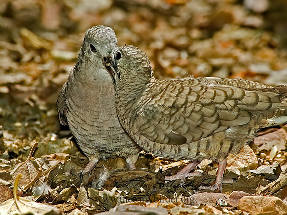Columbina inca  INCA DOVE 5005582z