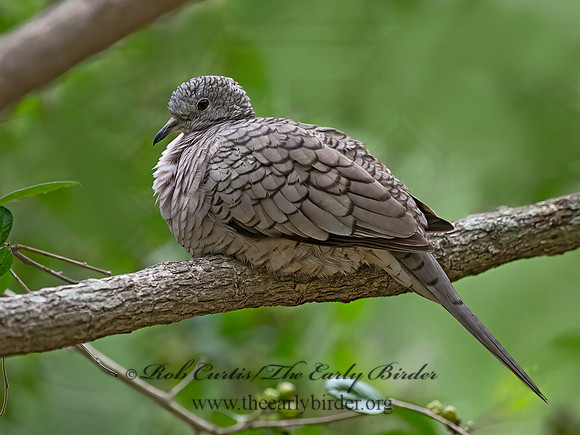 Columbina inca  INCA DOVE 3031880z