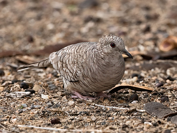Columbina inca  INCA DOVE 3032690z