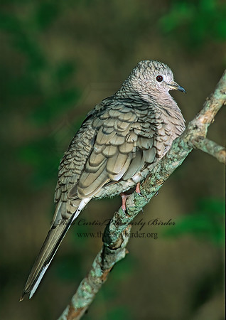 Columbina inca  INCA DOVE 189136z