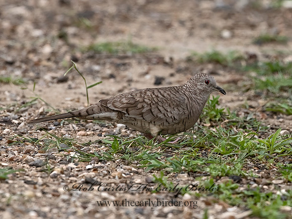 Columbina inca  INCA DOVE 3032645z