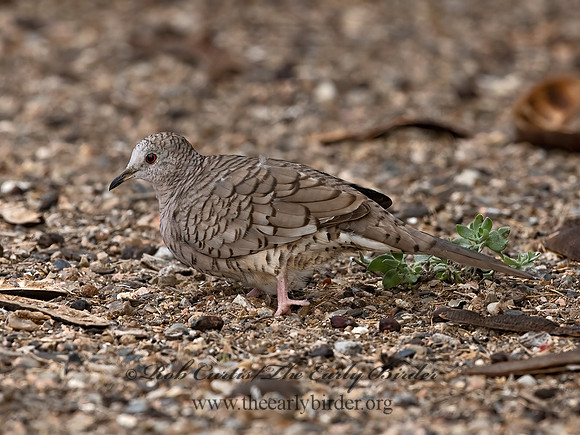 Columbina inca  INCA DOVE 3032642z