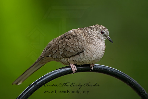 Columbina inca  INCA DOVE 3031870z